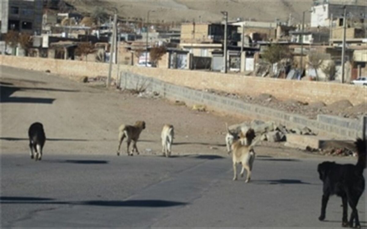 کودک دوساله طعمه سگ‌ها شد
