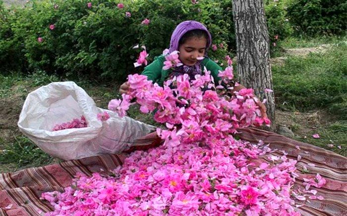 نهمین جشنواره گل‌محمدی در شهرستان اسکو برگزار می‌شود