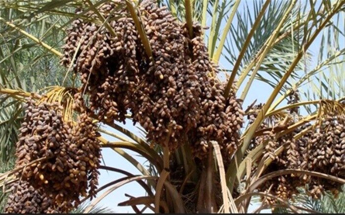 خشکسالی رفت، آفت آمد