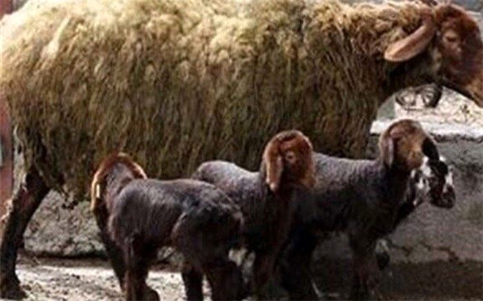 طرح پایلوت ترکیب دام سبک در چهارمحال و بختیاری اجرا می شود