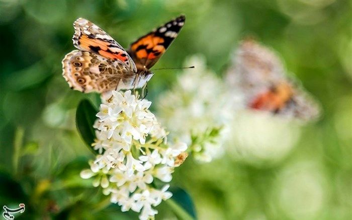 علت زیاد شدن پروانه در آذربایجان غربی چیست؟