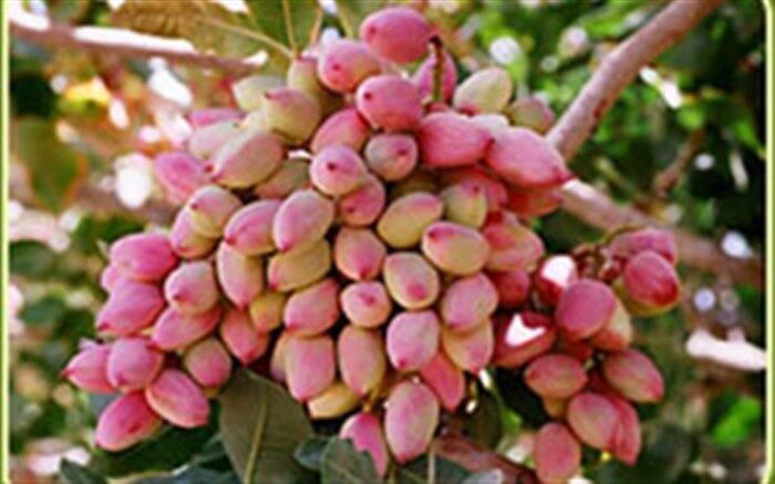 برداشت پسته از ۳دهه پیش هم کمتر شده است