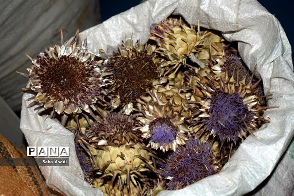 فصل تابستان و رونق عرق گیری در شیراز