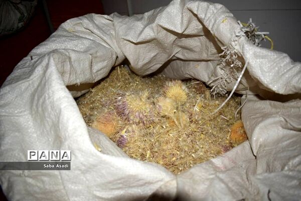 فصل تابستان و رونق عرق گیری در شیراز