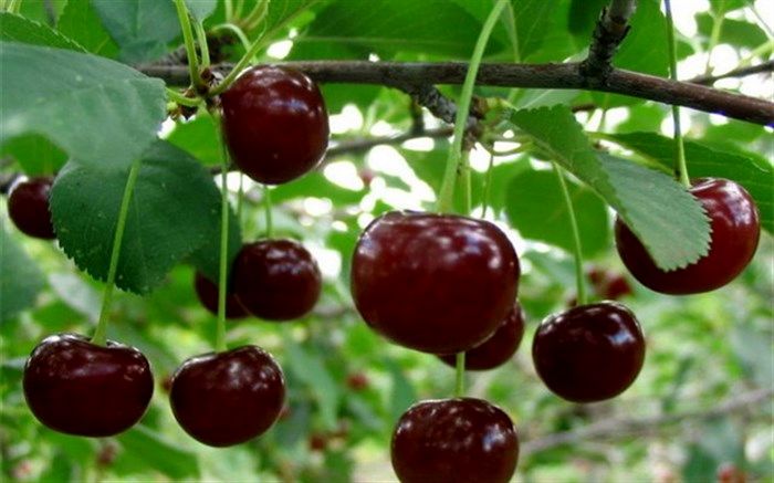 مدیر باغبانی جهاد کشاورزی خراسان جنوبی : آغاز برداشت آلبالو و گیلاس از 90 هکتار سطح زیرکاشت در باغات خراسان جنوبی