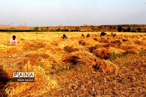 خوشه های طلایی گندم در نگین کویر