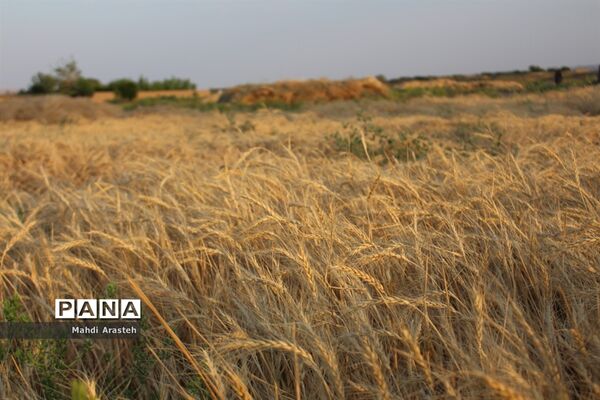 خوشه های طلایی گندم در نگین کویر