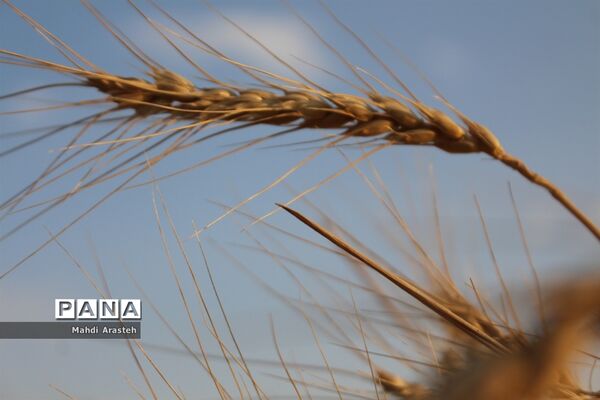 خوشه های طلایی گندم در نگین کویر
