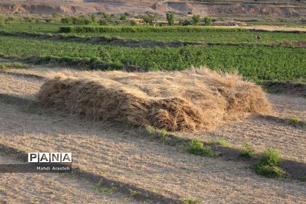 خوشه های طلایی گندم در نگین کویر