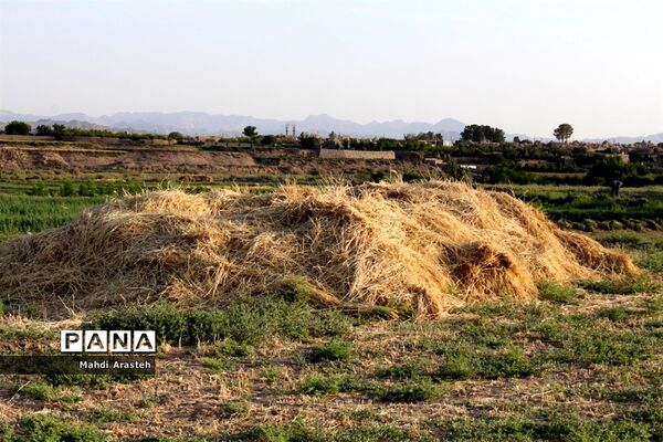 خوشه های طلایی گندم در نگین کویر