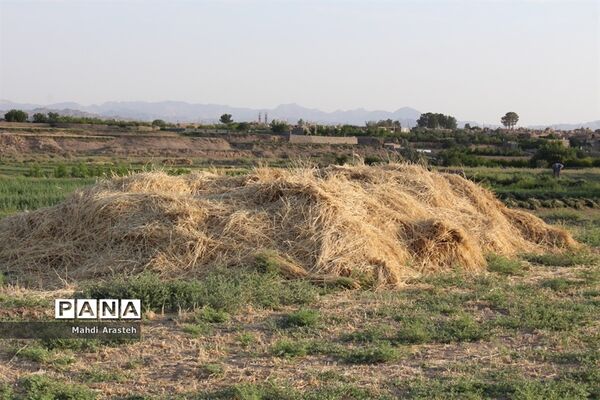 خوشه های طلایی گندم در نگین کویر