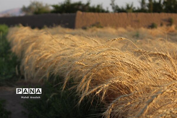 خوشه های طلایی گندم در نگین کویر
