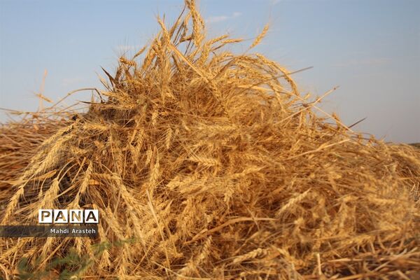 خوشه های طلایی گندم در نگین کویر