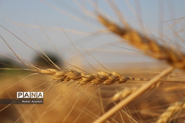 خوشه های طلایی گندم در نگین کویر