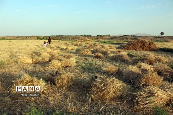 خوشه های طلایی گندم در نگین کویر