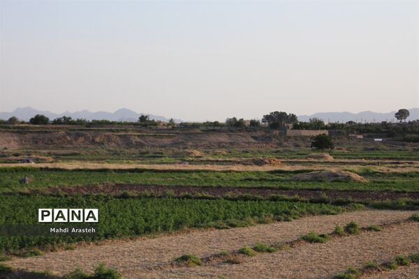 خوشه های طلایی گندم در نگین کویر