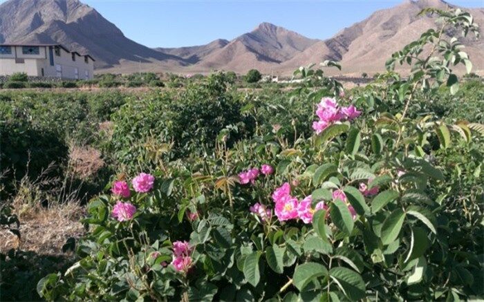 طلوع گل های سرخ در مزارع «برزک»