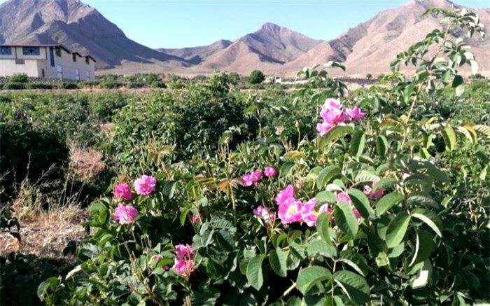 طلوع گل های سرخ در مزارع «برزک»
