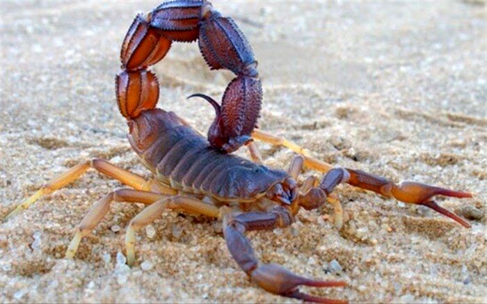 عقرب کودک ۱۰ ساله را در سیستان و بلوچستان کُشت