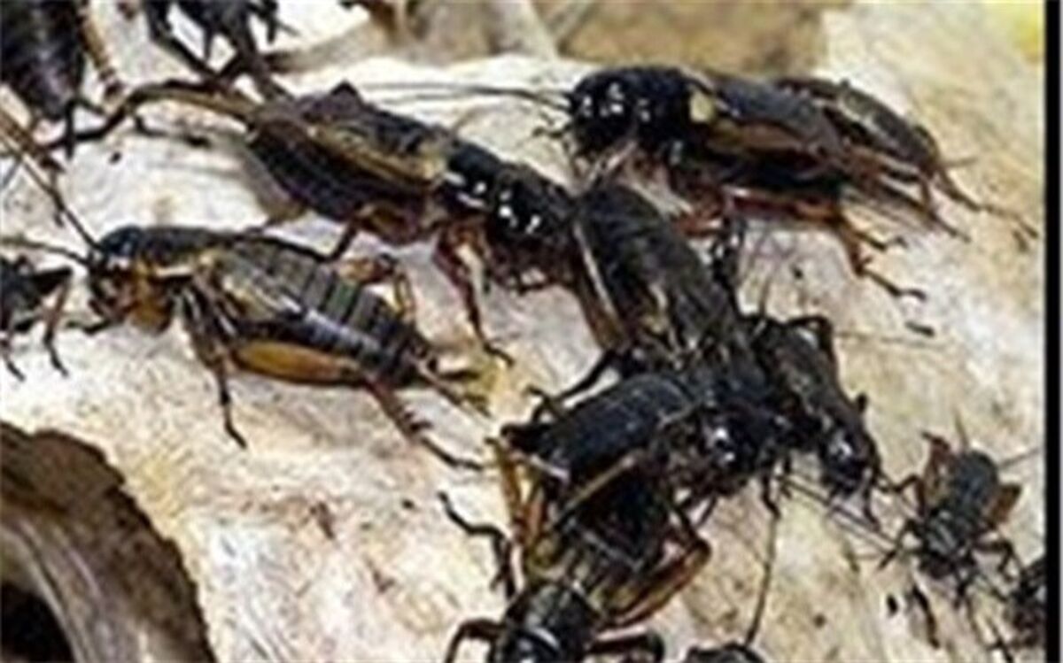 هجوم ‌جیرجیرک‌ها به شهرهای خوزستان