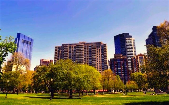 درختان آلودگی هوای شهرها را کاهش می‌دهند؟