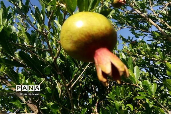 به ثمر رسیدن غنچه‌های انار در مزارع و باغ‌های شهرستان خوسف