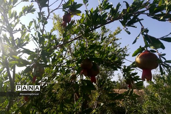 به ثمر رسیدن غنچه‌های انار در مزارع و باغ‌های شهرستان خوسف