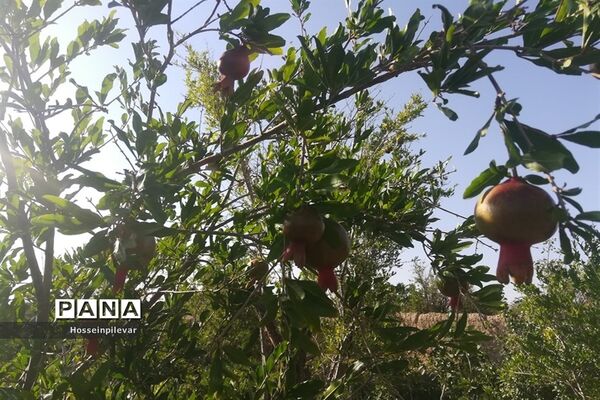 به ثمر رسیدن غنچه‌های انار در مزارع و باغ‌های شهرستان خوسف