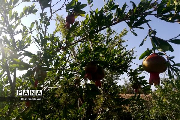 به ثمر رسیدن غنچه‌های انار در مزارع و باغ‌های شهرستان خوسف