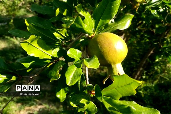 به ثمر رسیدن غنچه‌های انار در مزارع و باغ‌های شهرستان خوسف