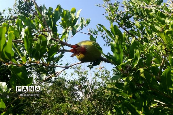 به ثمر رسیدن غنچه‌های انار در مزارع و باغ‌های شهرستان خوسف