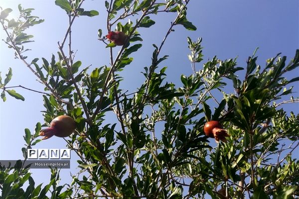 به ثمر رسیدن غنچه‌های انار در مزارع و باغ‌های شهرستان خوسف