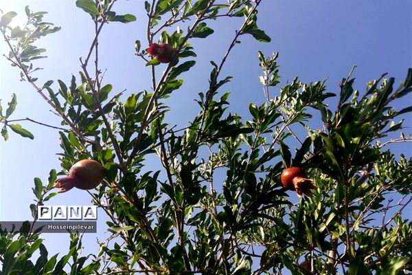 به ثمر رسیدن غنچه‌های انار در مزارع و باغ‌های شهرستان خوسف