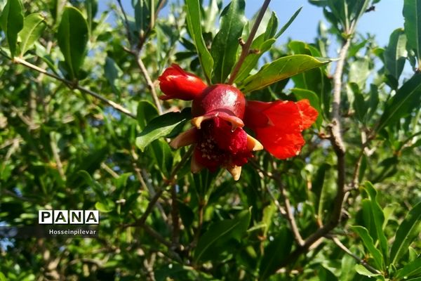 به ثمر رسیدن غنچه‌های انار در مزارع و باغ‌های شهرستان خوسف