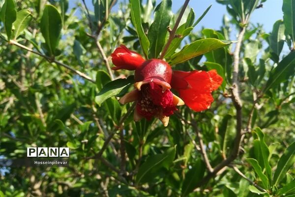 به ثمر رسیدن غنچه‌های انار در مزارع و باغ‌های شهرستان خوسف