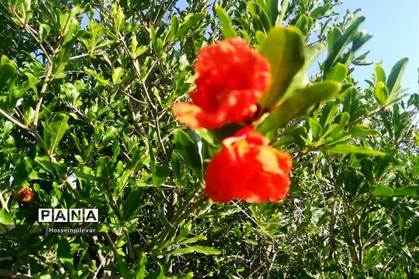 به ثمر رسیدن غنچه‌های انار در مزارع و باغ‌های شهرستان خوسف