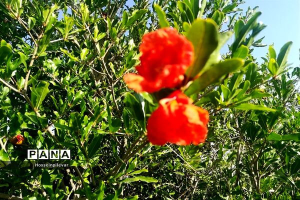 به ثمر رسیدن غنچه‌های انار در مزارع و باغ‌های شهرستان خوسف