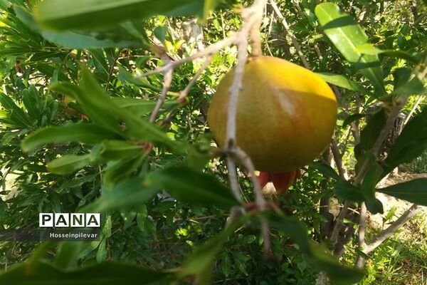 به ثمر رسیدن غنچه‌های انار در مزارع و باغ‌های شهرستان خوسف