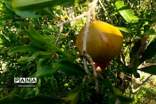 به ثمر رسیدن غنچه‌های انار در مزارع و باغ‌های شهرستان خوسف