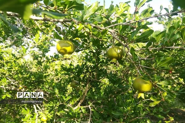به ثمر رسیدن غنچه‌های انار در مزارع و باغ‌های شهرستان خوسف