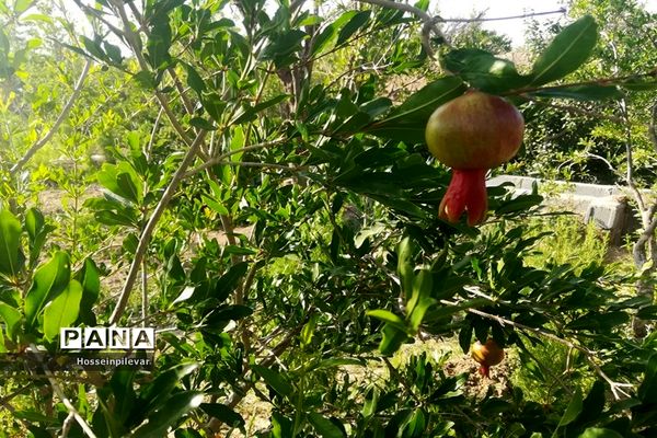 به ثمر رسیدن غنچه‌های انار در مزارع و باغ‌های شهرستان خوسف
