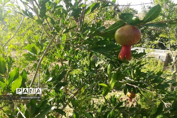 به ثمر رسیدن غنچه‌های انار در مزارع و باغ‌های شهرستان خوسف