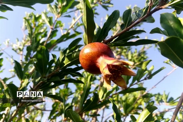 به ثمر رسیدن غنچه‌های انار در مزارع و باغ‌های شهرستان خوسف