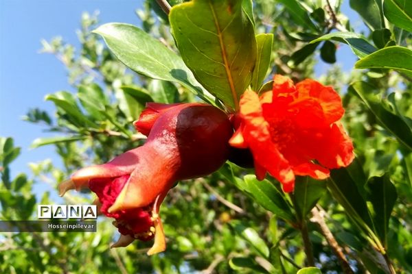 به ثمر رسیدن غنچه‌های انار در مزارع و باغ‌های شهرستان خوسف