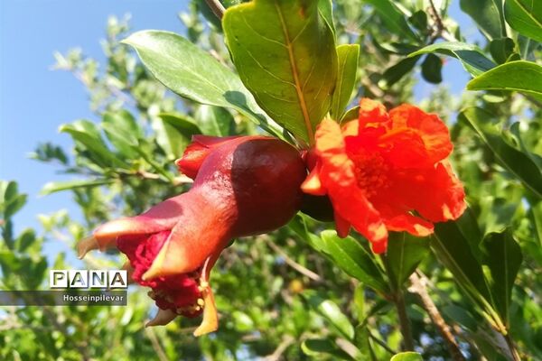 به ثمر رسیدن غنچه‌های انار در مزارع و باغ‌های شهرستان خوسف