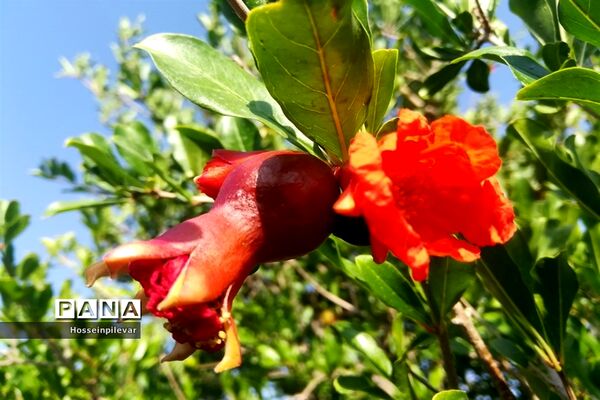 به ثمر رسیدن غنچه‌های انار در مزارع و باغ‌های شهرستان خوسف