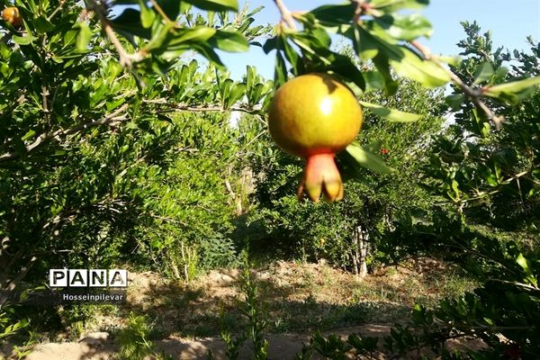 به ثمر رسیدن غنچه‌های انار در مزارع و باغ‌های شهرستان خوسف