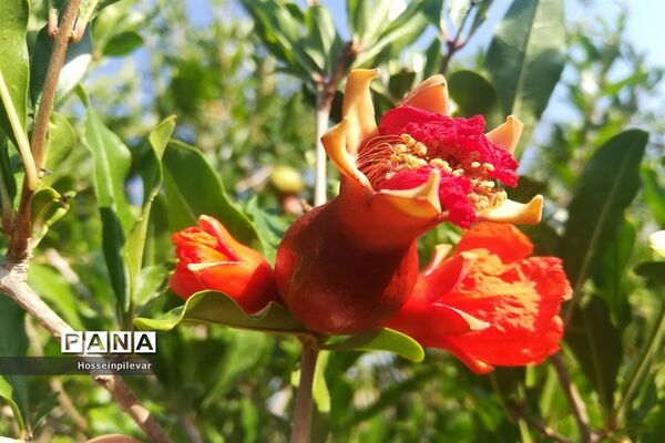 به ثمر رسیدن غنچه‌های انار در مزارع و باغ‌های شهرستان خوسف