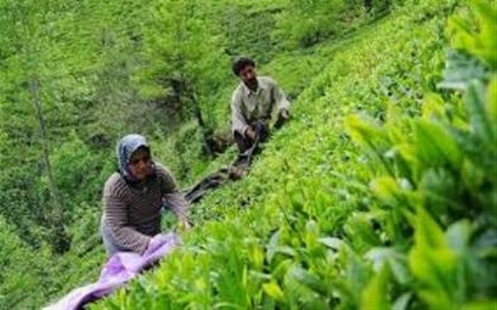 خرید ۶۳ هزار تن برگ سبز چای از کشاورزان