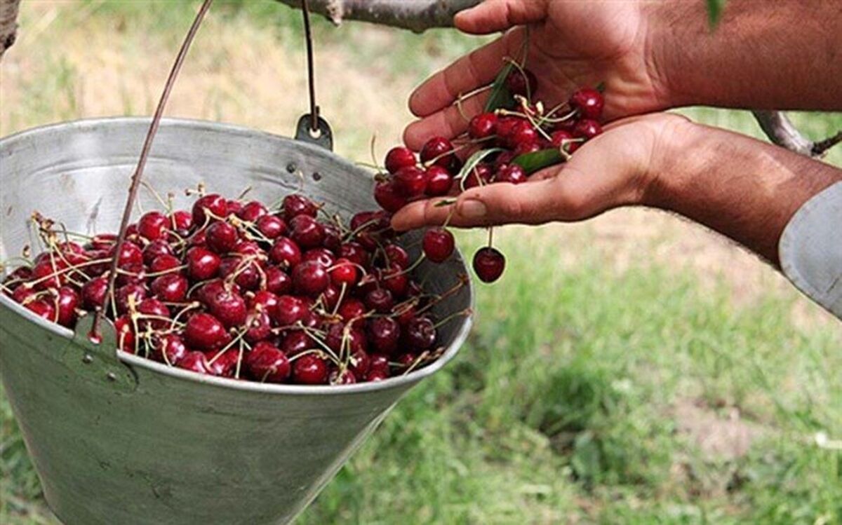 ۲۰ هزار تن آلبالو و گیلاس در خوی برداشت شد